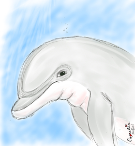 Dolphin by Camelia