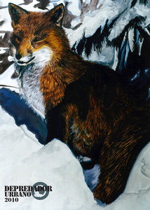 Zorro en Nieve/Fox in Snow by DepUrb