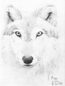 Portrait of a wolf by Silberwolf