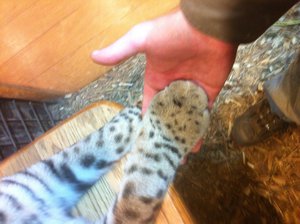 Holding Paws by NeroServal
