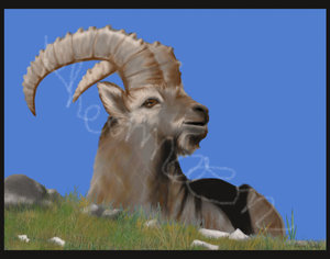 capra ibex-birthday present for a friend by Rheamoon