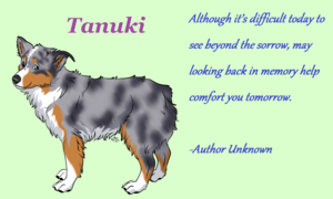 Tanuki by Tuli