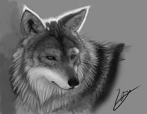 Wolf Speedpaint by slash0x