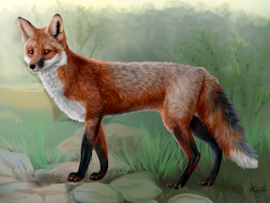 Fox Lifedrawing by Mushbun