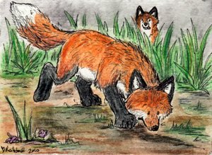Cute fox ACEO by rahball