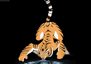 master tigress licking the wet stuff by nr1231