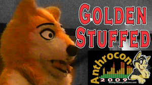Golden Wolf Gets Stuffed Furry Days Anthrocon 2009 by Craftyandy