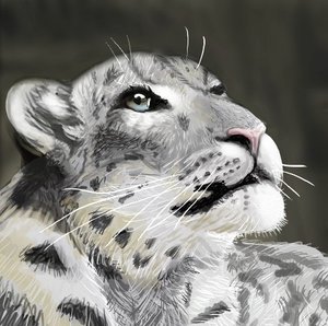 Snowleopard Portraits by Fuzzyball