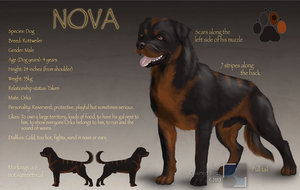 Nova reference sheet by ChainedBirds