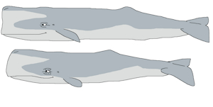 Sperm Whale by ChrisTheWhaleKing