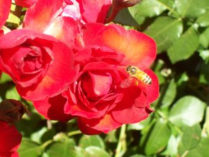 Rose and Bee by GeoFox