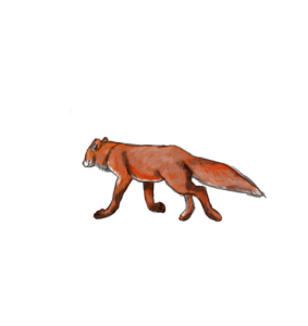 Fox sketch  by Lustanjo