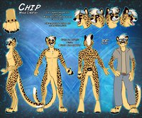 Chip ref by EC by Beartp - male, reference sheet, cheetah, ref