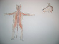 Kinto Mythostian - Reference by KintoMythostian - male, reference sheet, equine, ass, markings, reference, asinine, kiang, wild ass, kinto