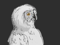 Quick Owl Sketch by woggle - male, bird, feral, owl, snowy owl