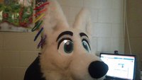 new ear rings by SajinCandour - husky, male, fursuiting