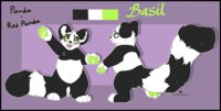 Basil by honeypup - male, panda, basil, reference, redpanda, refsheet