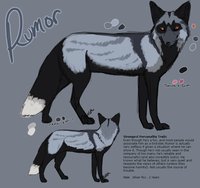 Rumor by LostWolfSpirit - fox, male, canine, silver, silver fox, red fox, model, character, sheet, reference, arachnid, phase, lostwolfspirit, minnowfish, rumor