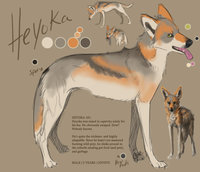 Heyoka by LostWolfSpirit - male, canine, coyote, feral, model, character, sheet, reference, quad, quadruped, arachnid, heyoka, lostwolfspirit, minnowfish