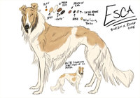 Esca Reference by LostWolfSpirit - dog, male, canine, feral, model, rough, brother, character, sheet, collie, mutt, russian, reference, quad, quadruped, rough collie, borzoi, mixed breed, arachnid, breed, wolfhound, mixed, russian wolfhound, lostwolfspirit, minnowfish, esca