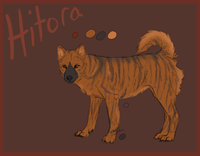 Hitora Reference by LostWolfSpirit - dog, female, canine, feral, japan, model, character, sheet, kai, japanese, reference, quad, quadruped, inu, arachnid, ken, brindle, lostwolfspirit, minnowfish, kai ken, hitora