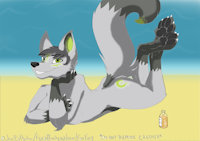 Oposum - Beach Time by Oposum - beach, wolf, paw, green, paws, grey, oil, ocean, sun, strand, fursona, smiling, grey wolf, sunbathing, female/male, oposum, captaincoon