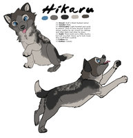 Hikaru Reference by LostWolfSpirit - puppy, wolf, male, jackal, canine, fat, chubby, feral, model, character, sheet, reference, quad, quadruped, arachnid, hikaru, lostwolfspirit, minnowfish, wolfackal, stary