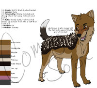 Imara Reference by LostWolfSpirit - puppy, wolf, male, mix, hybrid, jackal, canine, feral, model, character, sheet, reference, quad, quadruped, mixed breed, arachnid, lostwolfspirit, minnowfish, wolfackal, imara