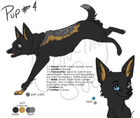 Chisoku Reference by LostWolfSpirit - puppy, female, wolf, hybrid, jackal, canine, feral, model, character, sheet, reference, quad, quadruped, arachnid, lostwolfspirit, minnowfish, wolfackal, chisoku