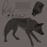 Riv Reference by LostWolfSpirit - male, canine, coyote, feral, model, brother, character, sheet, reference, quad, quadruped, arachnid, melanistic, lostwolfspirit, minnowfish, riv