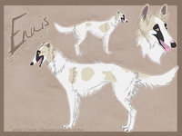 Ennis Reference by LostWolfSpirit - dog, female, mix, canine, feral, model, rough, character, sheet, collie, canid, russian, reference, quad, quadruped, rough collie, borzoi, mixed breed, arachnid, wolfhound, russian wolfhound, lostwolfspirit, minnowfish