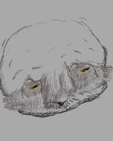 Owl Face by woggle - male, bird, feral, avian, owl, snowy owl