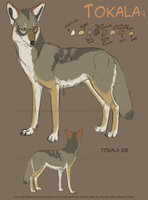 Tokala Reference by LostWolfSpirit - female, canine, coyote, feral, model, character, sheet, canid, reference, quad, quadruped, arachnid, lostwolfspirit, minnowfish, tokala