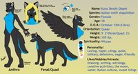 Kuro ref sheet by Pandog - female, wolf, blue, black, wings, italian, shapshifter