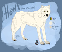 Howl Reference by LostWolfSpirit - wolf, male, canine, feral, white, model, character, sheet, canid, reference, quad, quadruped, arachnid, lupus, white wolf, howl, canis, lostwolfspirit, minnowfish, canis lupus