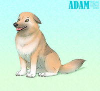 Adam by DrJavi - dog, male, feral, animal, garafian shepherd