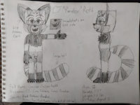 CJ "Paradox" Roth - Ref 2018 (Sketch) by ParadoxPandox - fox, cub, red panda, male, fennec, character sheet, m/solo, fennec fox, ref sheet, pandox, male/solo, m/s, paradox, fennecfoxee, cj roth, cameron julien roth, red fennec pandox, paradoxpandox