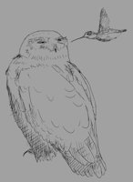 [untitled sketch 2020-01-26] by woggle - bird, birds, avians, hummingbird, snowy owl, ambiguous genders
