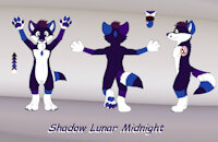 Shadow by ShadowMidnight - cute, male, charactersheet, passionfruitwolf