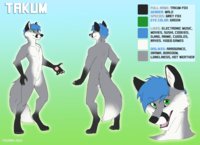 Takum Reference Sheet by Takum - cute, male, blue hair, takum, grey fox