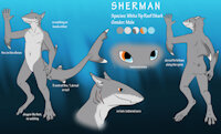 Sherman Shark REF Sheet - old by ShermanPuffShark - male, shark, white tip reef shark, keyword lol