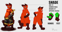 Shade Ref sheet by DXshade - cub, male, reference sheet, canine, paws