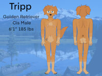 Tripp Ref sheet (gift) by fitte - male, reference sheet, ref sheet, golden retriever