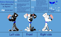 Dalton Dalmatian by SapphireAtlas98 - dog, puppy, male, reference sheet, canine, feral, oc, dalmatian, ref-sheet, oc only, 101 dalmatian street, dalton dalmatian