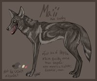 Ma'ii Reference Sheet by LostWolfSpirit - dog, male, mix, reference sheet, canine, character sheet, coyote, feral, model, ref, canid, kai, coydog, reference, quad, quadruped, mixed breed, arachnid, ken, brindle, lostwolfspirit, minnowfish, kai ken, maii, ma'ii