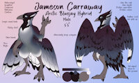 Jameson Carraway Reference by EnderFloofs - male, hybrid, reference sheet, anthro, talons, feathers, solo, bluejay, fluff, hybrid species, color palette, semi-anthro