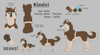 2023 Kindei reff by Kim99 - dog, male, canine, domestic, refference sheet, alaskan malamute