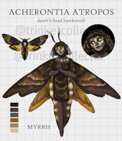 Open Adoptable - Myrrh by trinketcollector - girl, woman, female, feminine, religious, dark, gothic, insect, moth, arthropod, dark skin, hawkmoth, mothgirl, lepidoptera, skull face