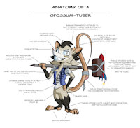 Racket by G3TRacket - male, toon, anatomy, opossum