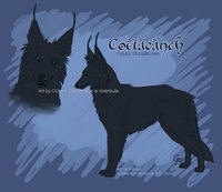 Commission - Coelacanth Reference by LostWolfSpirit - dog, female, reference sheet, canine, feral, model, character, sheet, canid, reference, quad, quadruped, arachnid, sheepdog, belgian, lostwolfspirit, minnowfish, groenendael, kj, coelacanth, oceanbelgian, belgian sheepdog, instantcoyote